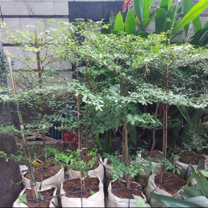 PROMO KETAPANG KENCANA /POHON KETAPANG KENCANA TINGGI 1.5 METER TERMURAH