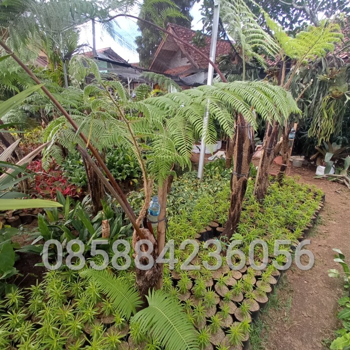 MUST HAVE!! TANAMAN PAKIS HUTAN / POHON PAKIS BULU MONYET 2 METER+ BATANG JUMBO TERMURAH