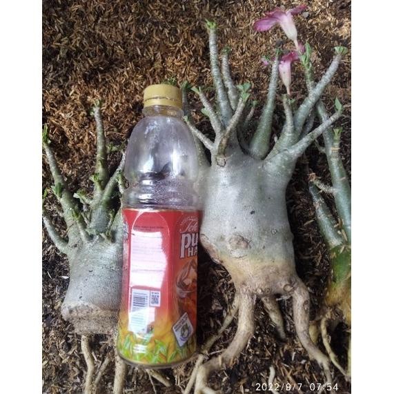 FLASH SALE PROMO PROKAR KAMBOJA JEPANG - ADENIUM KARAKTER - ARABICUM HIBRID TERLARIS