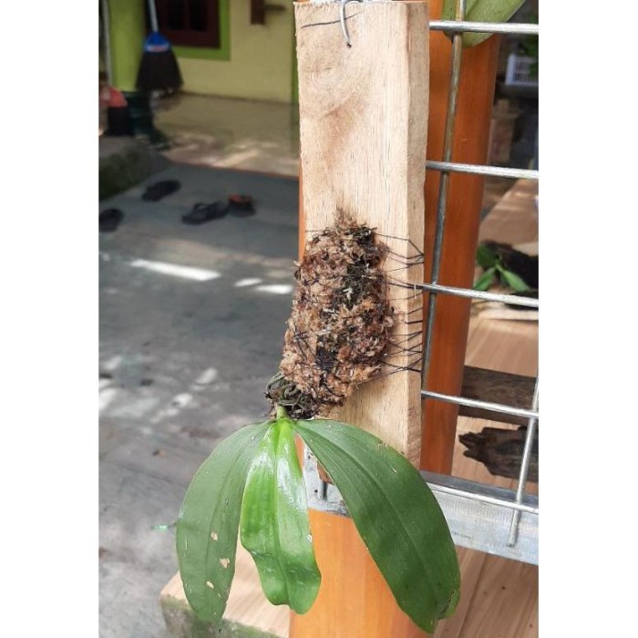 HOT SALE DISKON ANGGREK PHALAENOPSIS JAVANICA SP MURAH TERLARIS