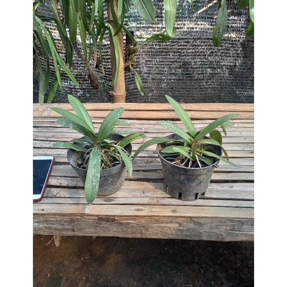 FLASH SALE DISKON ANGGREK DORITIS BONITA MURAH TERMURAH