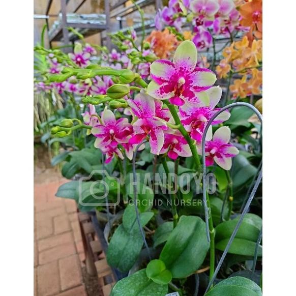 PROMO TERLARIS ANGGREK BULAN TAIWAN MINI WANGI KNOP & MEKAR MURAH TERBARU