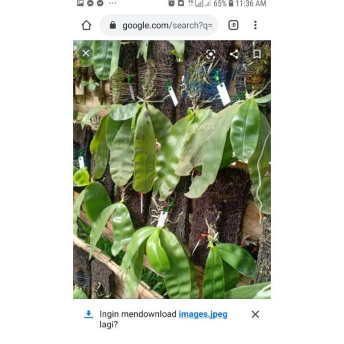 PROMO PROMO ANGGREK PHALAENOPSIS VIOLACEA MURAH TERLARIS