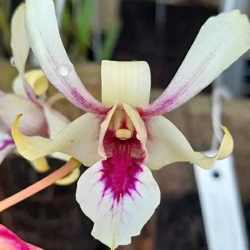 Laris Anggrek Dendrobium Keki Capung Sp Sulawesi