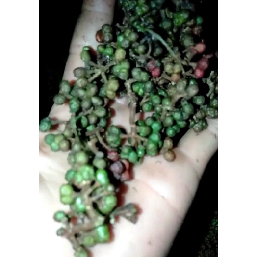 

Harga murah Andaliman 50 gram M08