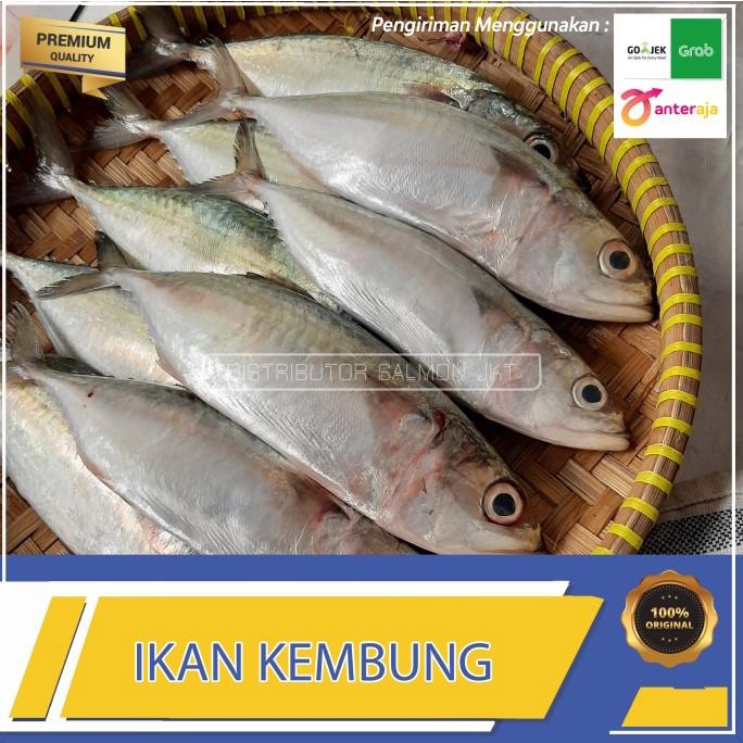 

IKAN KEMBUNG SEGAR HARIAN / FRESH 1 kg isi 7-10 ekor (BERSIH)