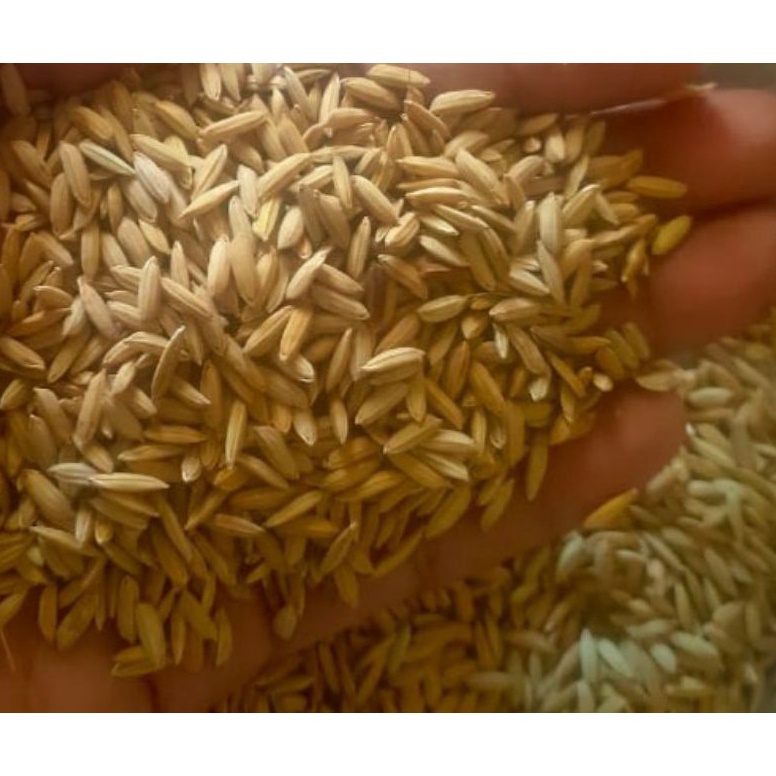 MK49 gabah padi 1kilo isi beras merah pakan makanan ayam tarung ➬Best Produk