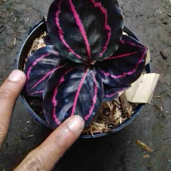 Sale 6.6 Tanaman Hias Calatea Black Lipstik