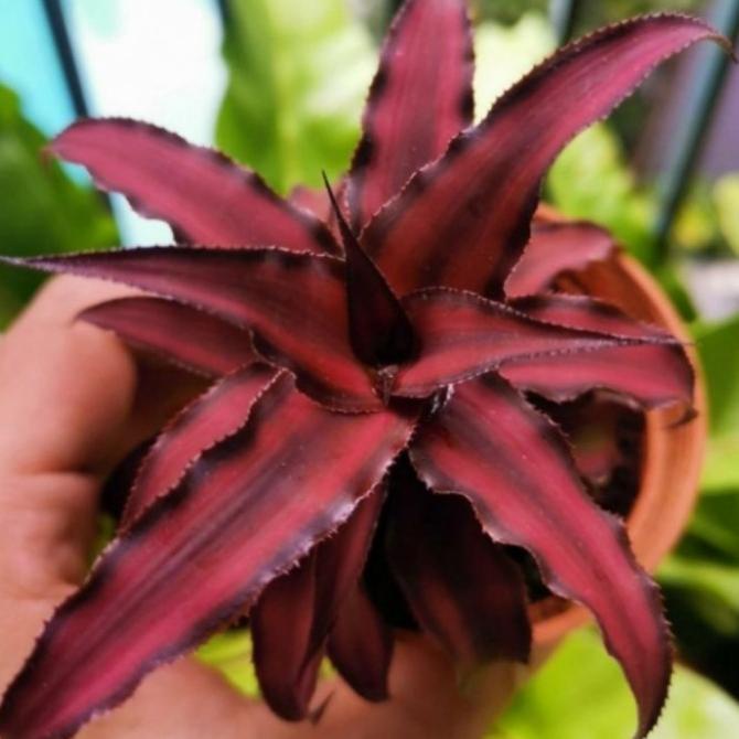 New Tanaman Hias Cryptanthus Red - Cryptanthus Merah