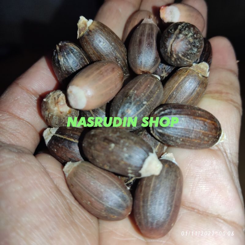 

[Fresh] BIBIT BIJI MELINJO AMBON BIBIT MELINJO SUPER BIBIT MELINJO BESAR BIBIT TANGKIL MLINJO