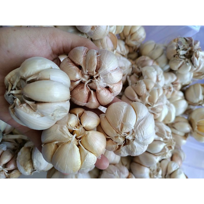 Bawang putih 1kg