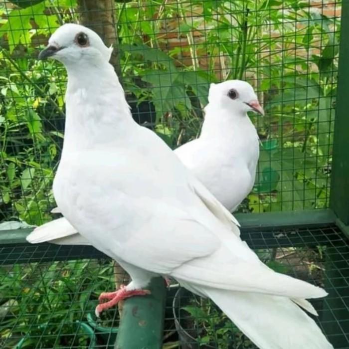 Burung Merpati Putih Sepasang