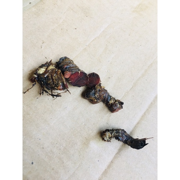 jerangau merah asli kalimantan