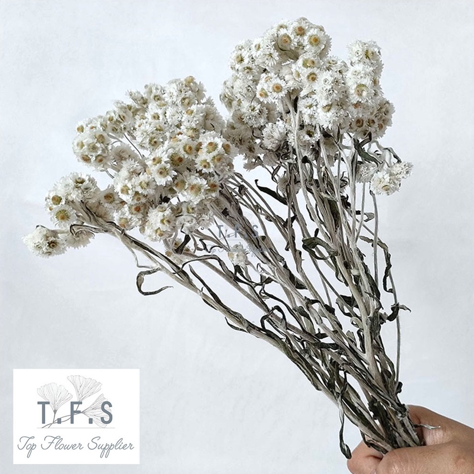 Stok Banyak Dried Premium Edelweiss Bunga Kering Asli Dekorasi Hias Vas Meja Rumah