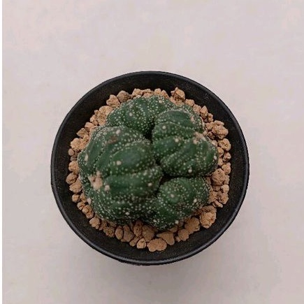 Kaktus Astrophytum Kikko Lizard Skin 4 Head