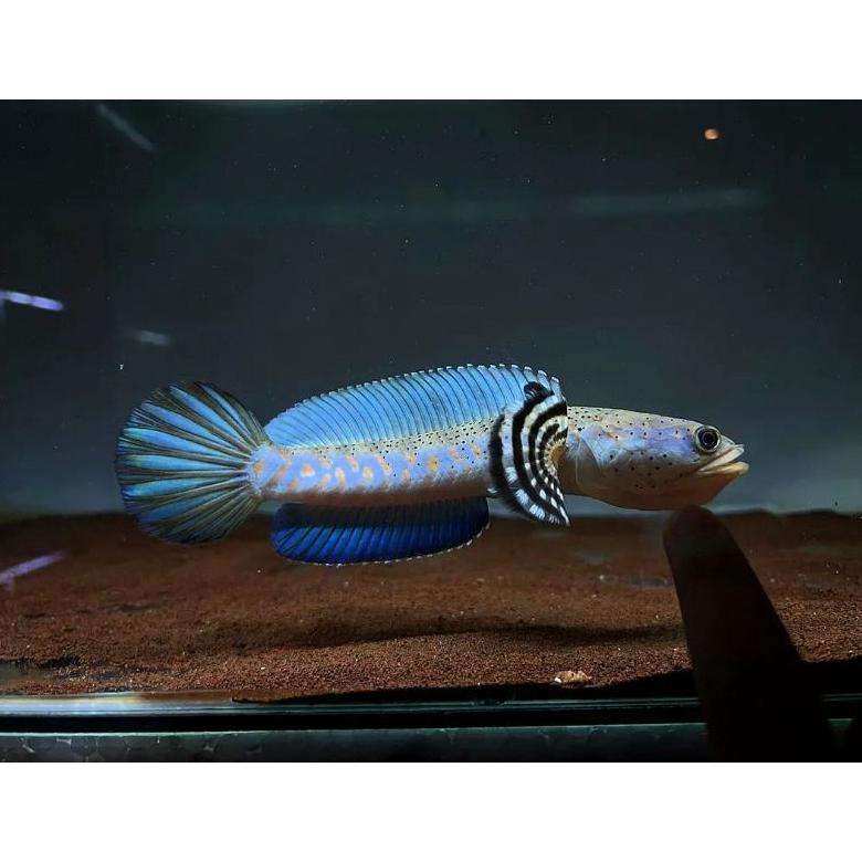 Promo Blue Pulchra Premium Grade A + 13 14 15 16 Hiasan Akuarium  Bergaransi Update 2023