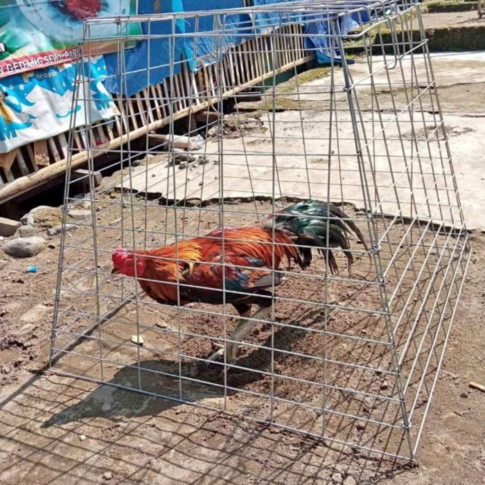 Murah Kandang Tenggaran Ayam Jago Bahan Galvanis