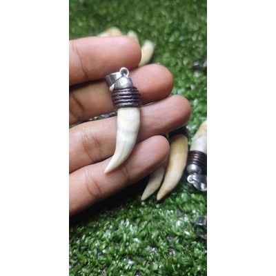 Terlaris Liontin Taring Buaya Asli 100% Piandel Para Buaya Darat
