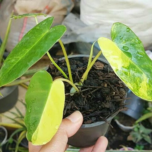 tanaman hias philodendron burle marx varigata