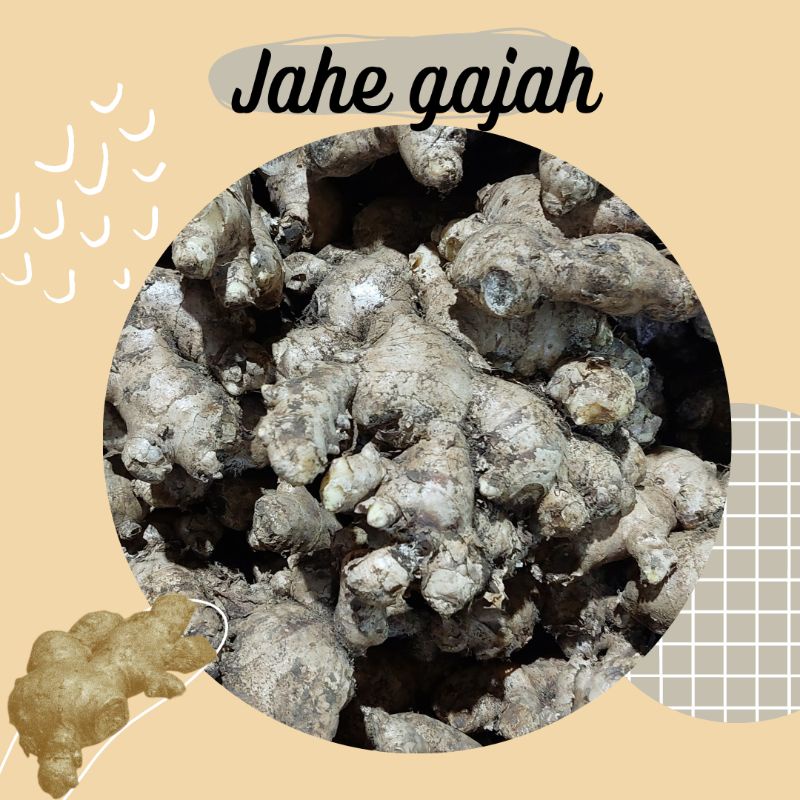 

Jahe Gajah ½ kg