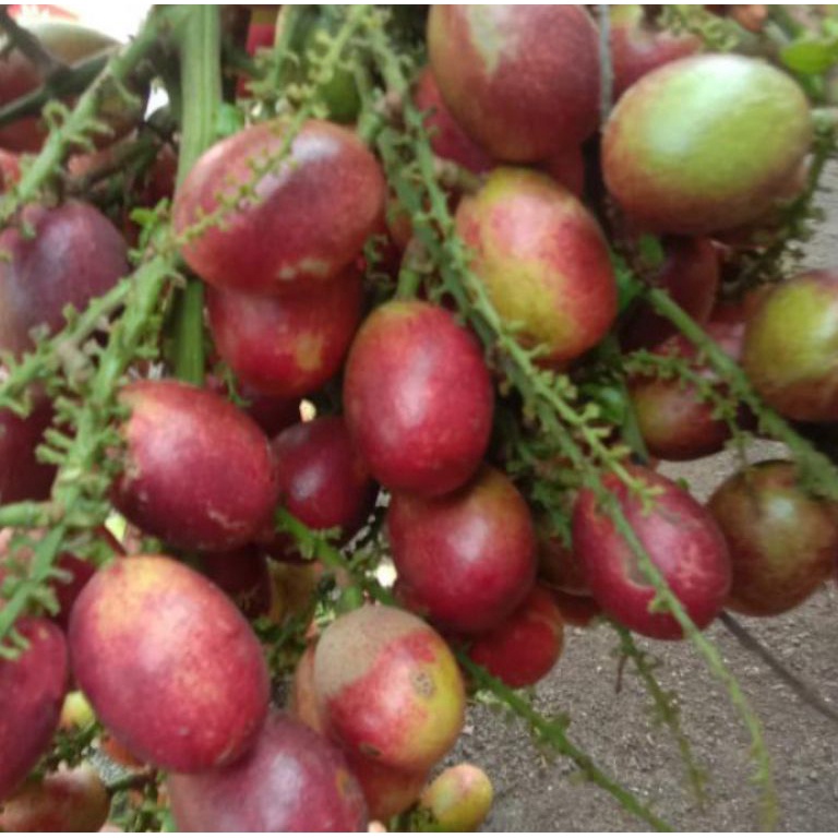 

Terbaru 12.12 matoa nyus daging tebal 1kg grosir