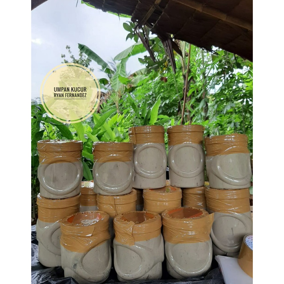 Tren Terbaru.. Umpan Kucur Super Ryan Fernandez