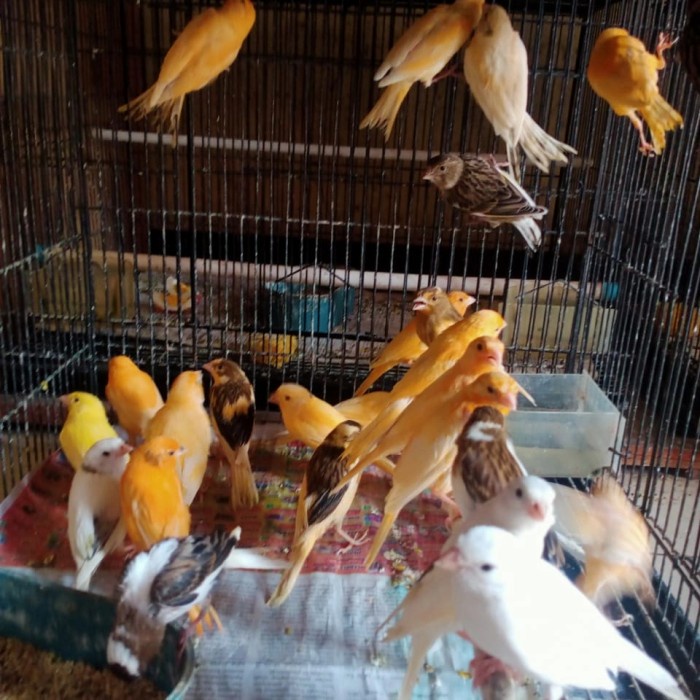 Burung kenari loper bahan warna cerah