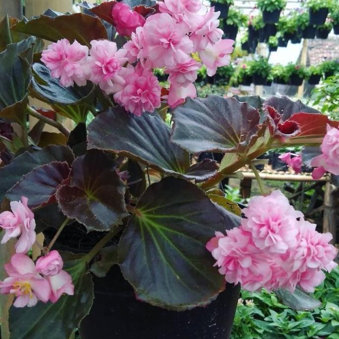 Terbaru Tanaman Hias Begonia Mawar Pink-Begonia Bunga Tumpuk