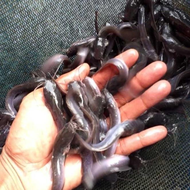 7.7 Sale Bibit Ikan Lele Ukuran 7-8Cm Paket Per 100 Ekor