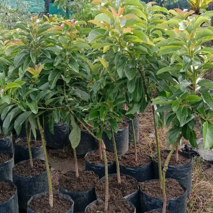 PAKET HEMAT 2 BIBIT ALPUKAT MIKI TINGGI 1 METER ORIGINAL