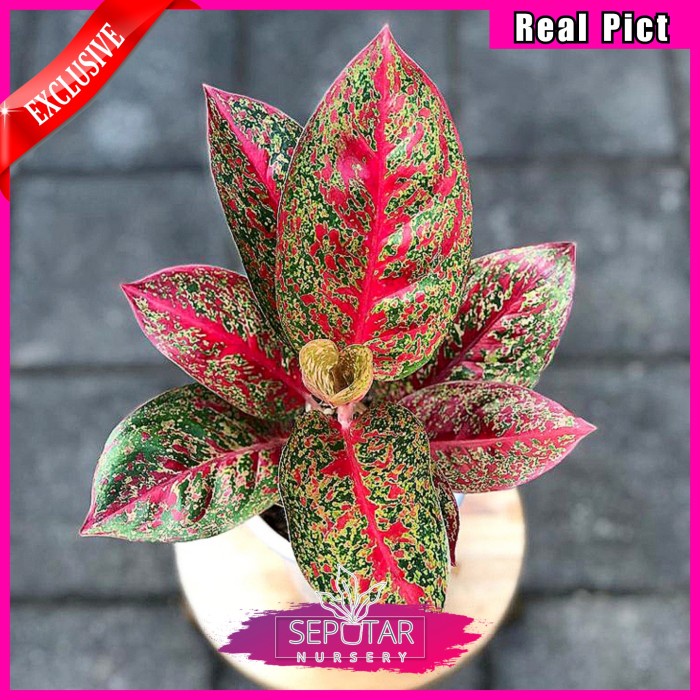 AGLONEMA RED STARDUST - TANAMAN HIAS AGLONEMA RED STARDUST ORIGINAL