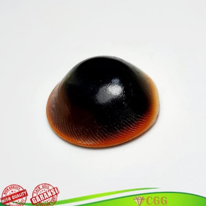 Batu Natural Fosil Keong Kijing Kolbuntet