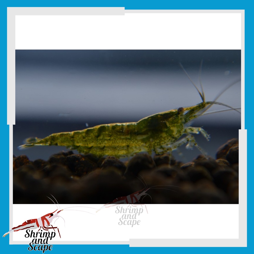 Green Jade Udang Hias Aquascape Neo Caridina Shrimp Ikan Hijau Grin Jed Gren Giok