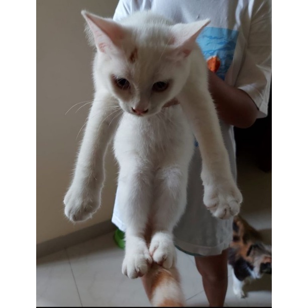 Kucing Scottish Straight