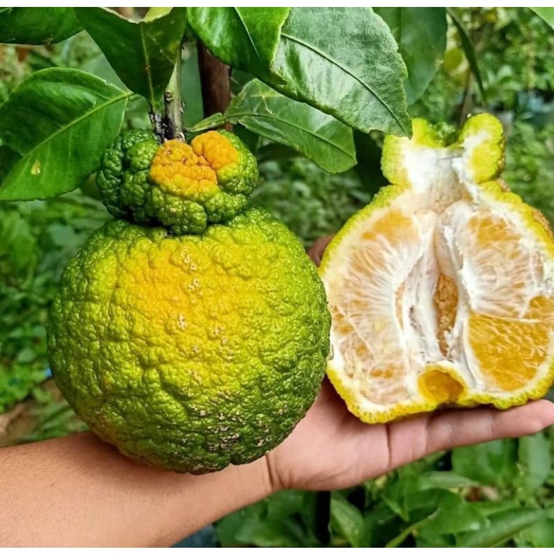 BIBIT BUAH JERUK DEKOPON