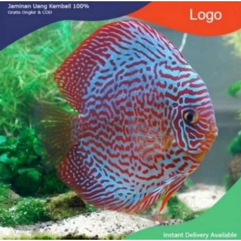 Packing styrofoam ( discus turquoise 1cm )