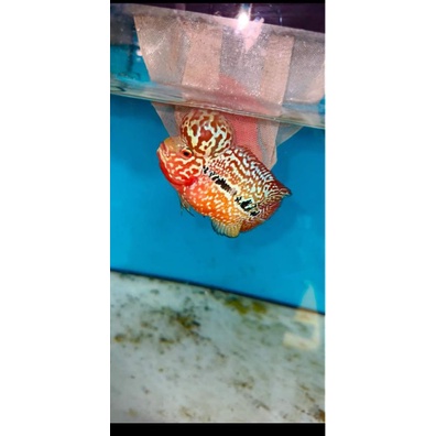 burayak kamfa f2 ori thailand