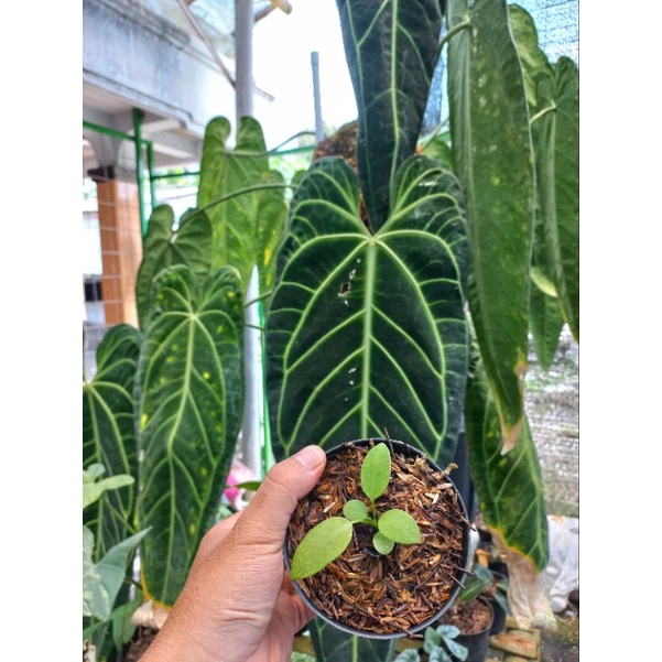 bibit baby  anthurium waroqueanum lidah gajah