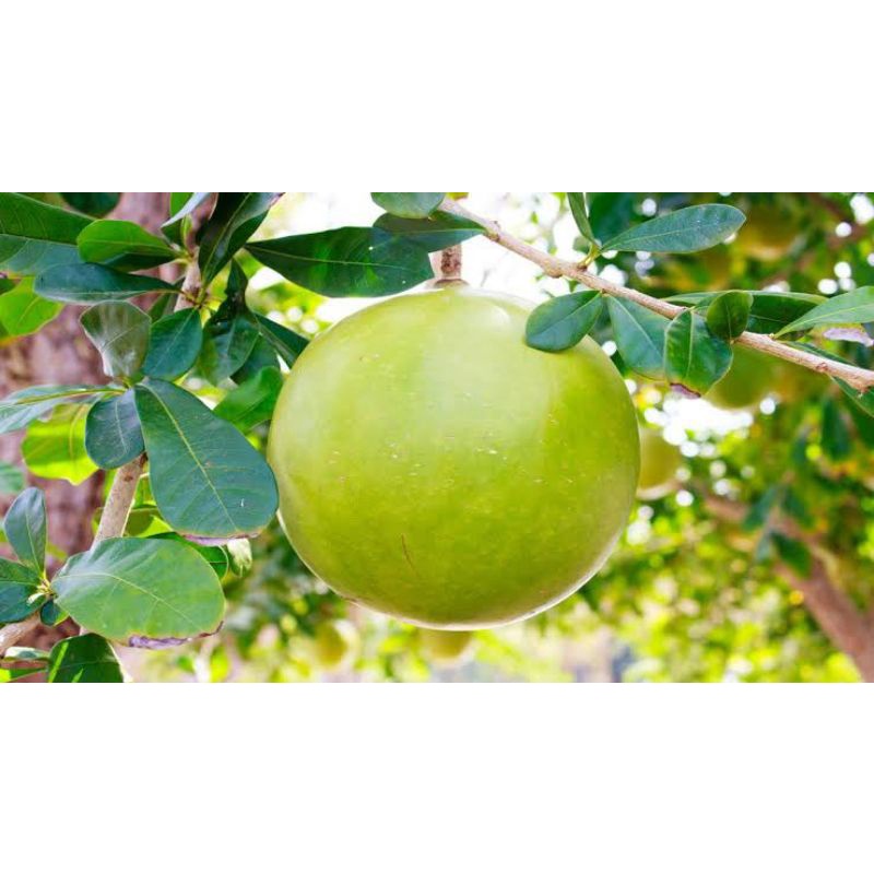 

buah Berenuk ampunh 1pcs