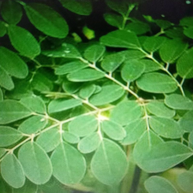

Organik Daun Kelor / Moringa Leaves ( 50 Lembar)