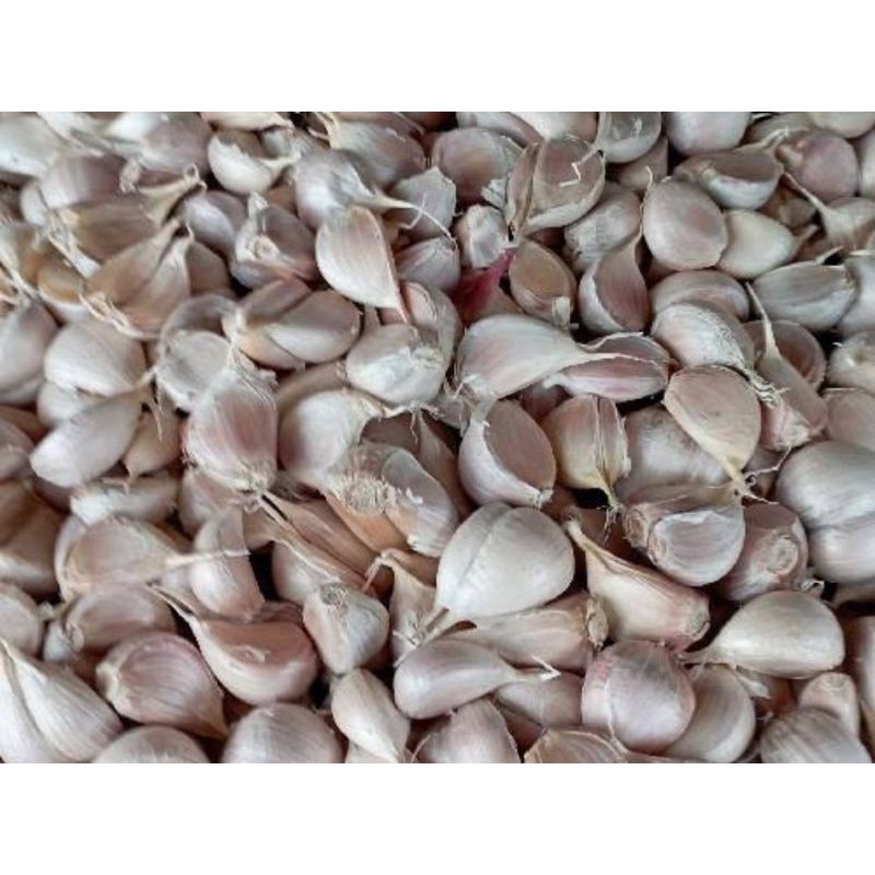 

Bawang putih kating