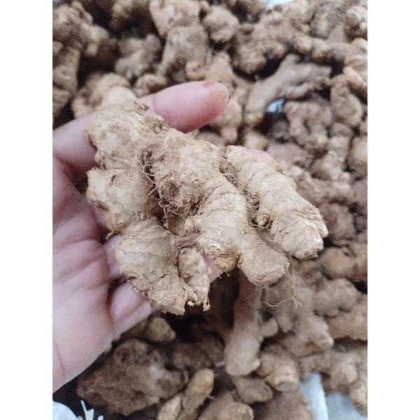 

Jahe Emprit 1 kg