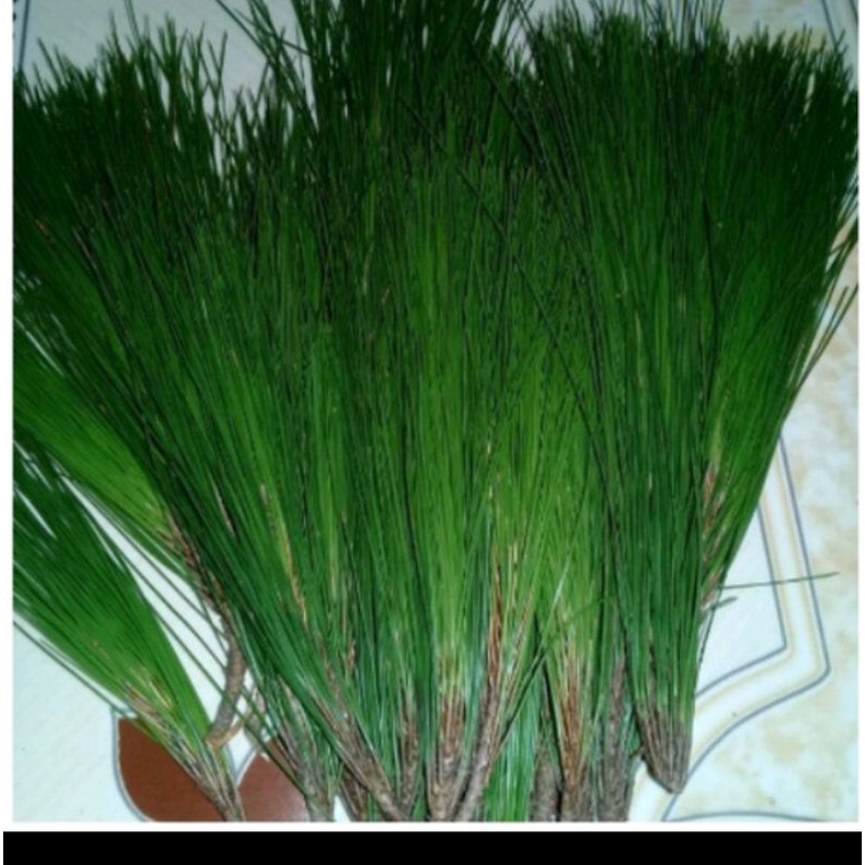 

DAUN PINUS OBAT HERBAL