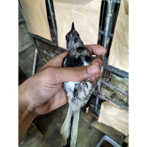 Burung Kacer Trotol Jantan