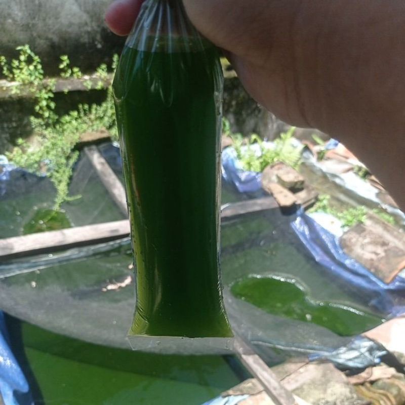 air hijau untuk kultur Dhapnia magna kutir, Kutu Air chlorella