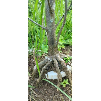Program Akar Bahan Bonsai Anting Putri Mame