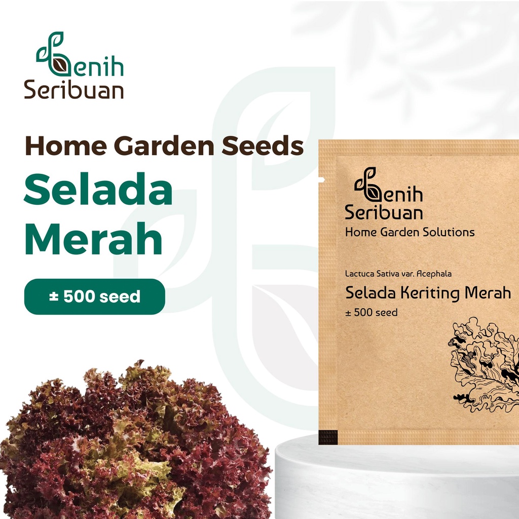 Benih Seribuan - Bibit Sayuran Selada Merah Unggul Premium