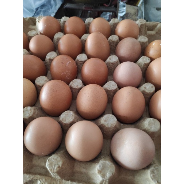 

Telur Ayam 1 Kg