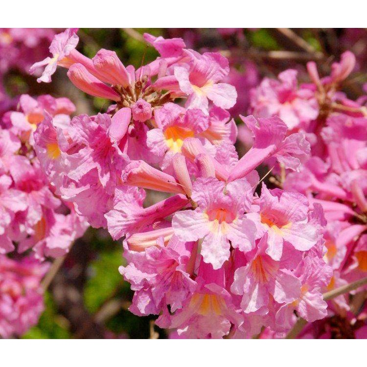 Bibit Tanaman Bunga Tabebuya Violet siap berbunga hasil Okulasi TERLARIS