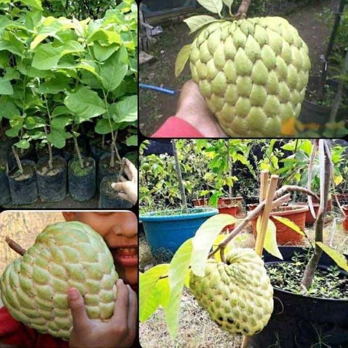 Bibit tanaman buah srikaya jumbo madu MMM